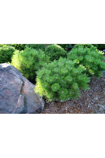 Карликова сосна Low Glow у рокарії